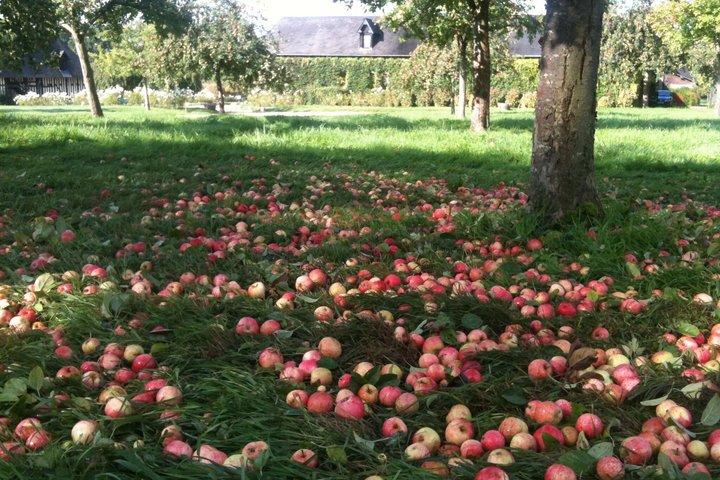 Etretat, Honfleur & Cider Tasting | Private Tour | from Le Havre