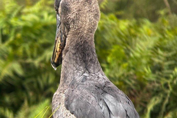 Mabamba swamp shoebill birdWatching Lake Victoria