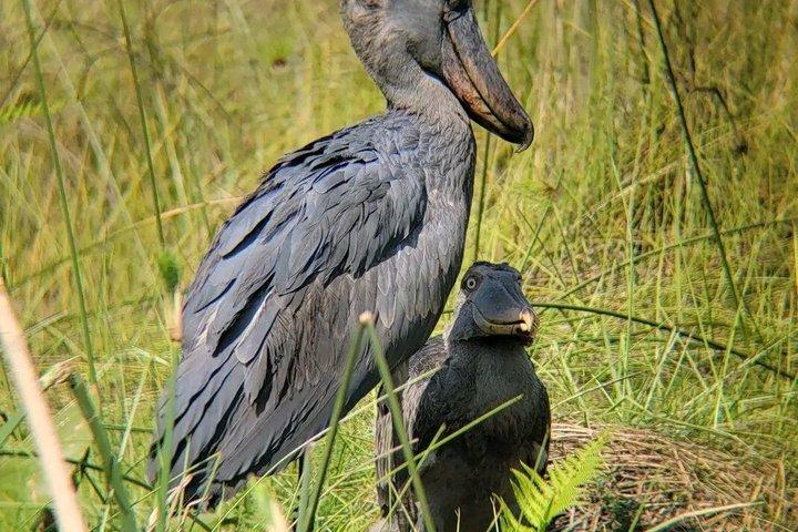 Mabamba swamp shoebill birdWatching Lake Victoria
