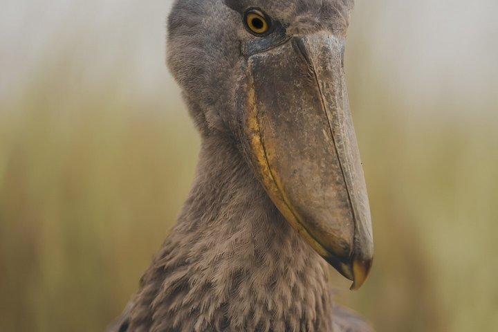 Mabamba swamp shoebill birdWatching Lake Victoria