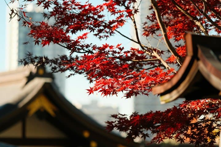 Nikko & Momiji Season: Kegon Falls with Chuzenji and Toshogu