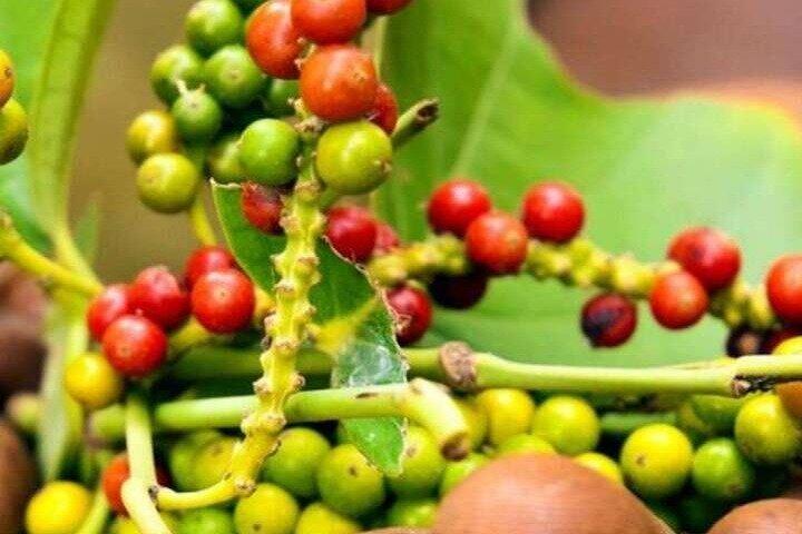 Zanzibar Spice Farm Private Tour with Pick Up
