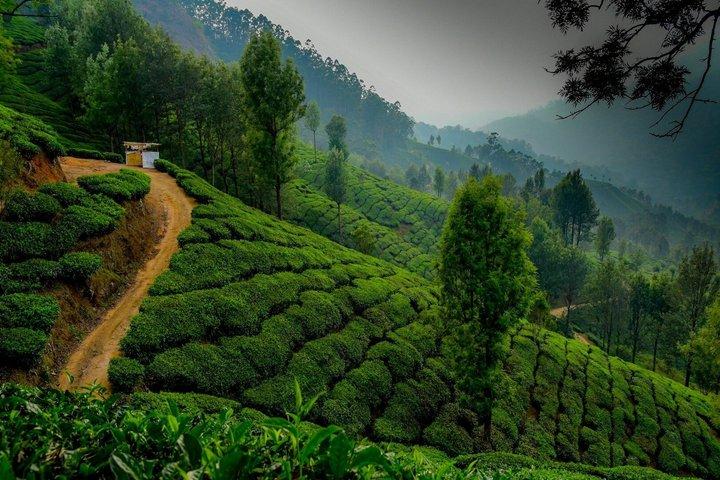 5 Days Luxury Kerala Tour with Houseboat Experience Private Tour