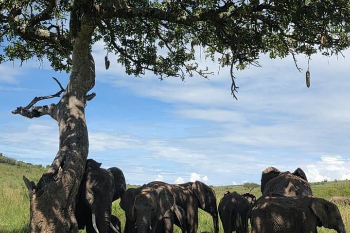 Wildebeest Migration 3-day Masai Mara Group joining Safari