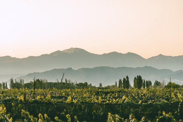 Mendoza Wine Tasting at Bodega Ciclo Andino with Snacks