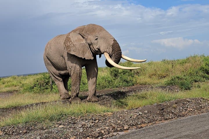 Luxury Amboseli Safari Elephants and Kilimanjaro Views