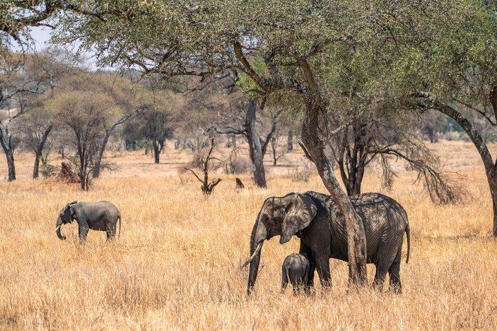 Tarangire Lake manyara serengeti National park and Ngorongoro