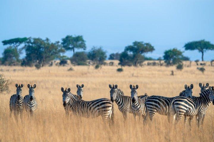 Tarangire Lake manyara serengeti National park and Ngorongoro