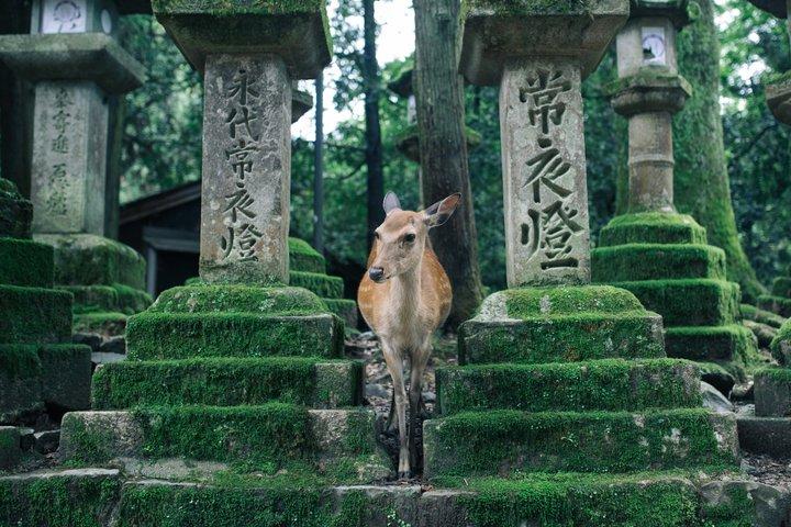 Nara Private Tour: Great Buddha, Park Deer & World Heritage