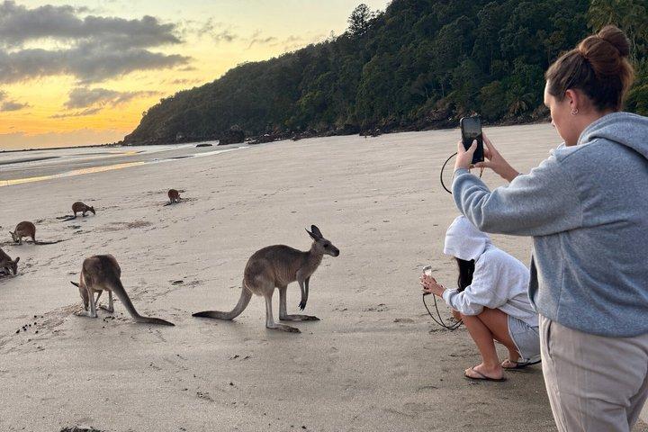 Airlie Beach: Kangaroos on the Beach at Sunrise Eco Wildlife Tour