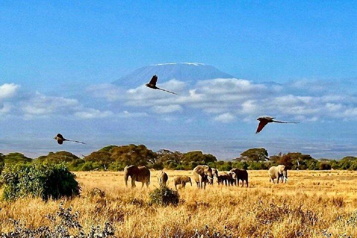 Nairobi: A Day Trip to Amboseli National Park