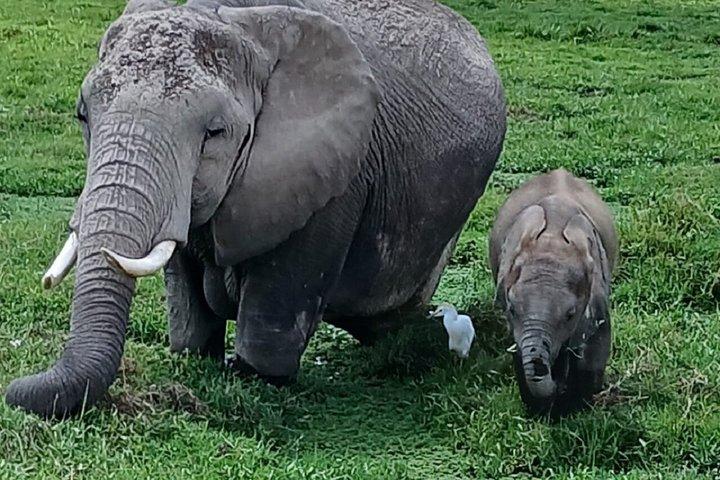 Nairobi: A Day Trip to Amboseli National Park