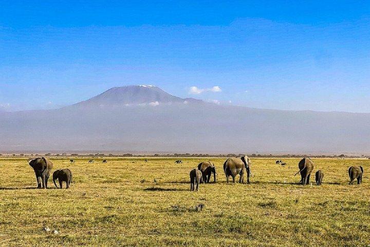 Nairobi: A Day Trip to Amboseli National Park