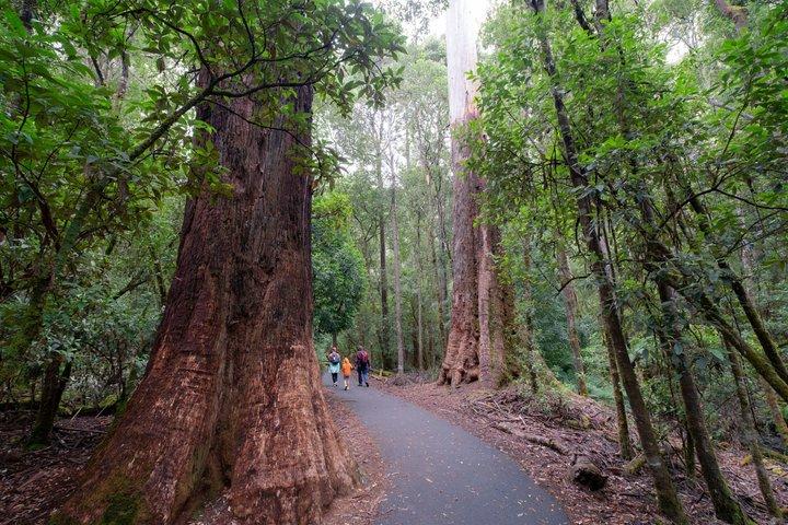 Hobart: Waterfalls, Wilderness & Wildlife - Active Day Tour