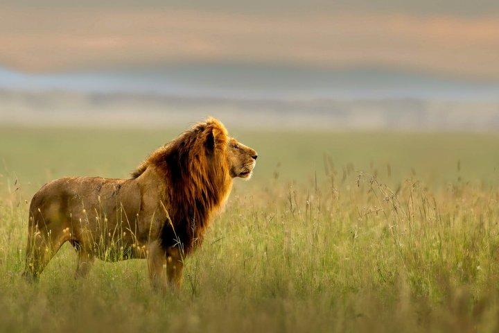3 Day Masai Mara Private Safari from Nairobi Safari Experience
