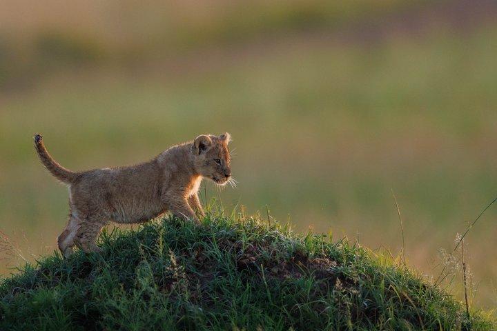 3 Day Masai Mara Private Safari from Nairobi Safari Experience