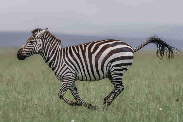 3 Day Masai Mara Private Safari from Nairobi Safari Experience