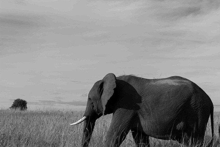 3 Day Masai Mara Private Safari from Nairobi Safari Experience