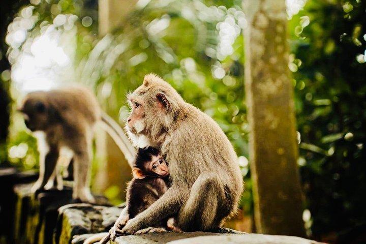 Ubud Monkey Forest, Water Temple, Waterfall, and Rice Terraces