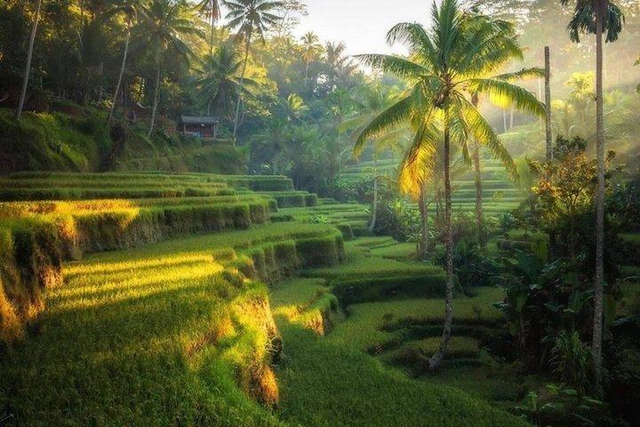 Ubud Monkey Forest, Water Temple, Waterfall, and Rice Terraces