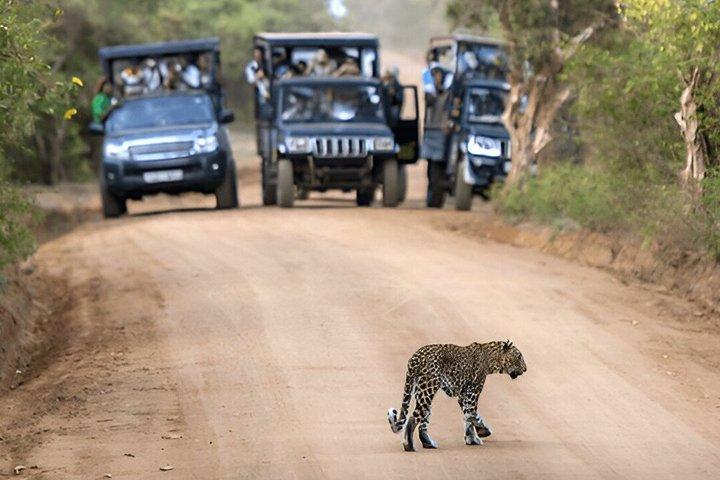 Private Tour from Hiriketiya to Ella with Yala Safari