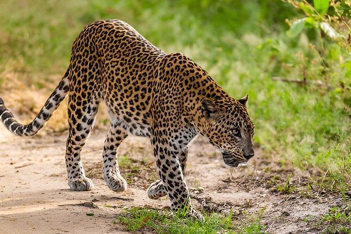 Private Tour from Hiriketiya to Ella with Yala Safari