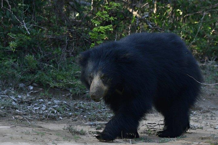 Private Tour from Hiriketiya to Ella with Yala Safari