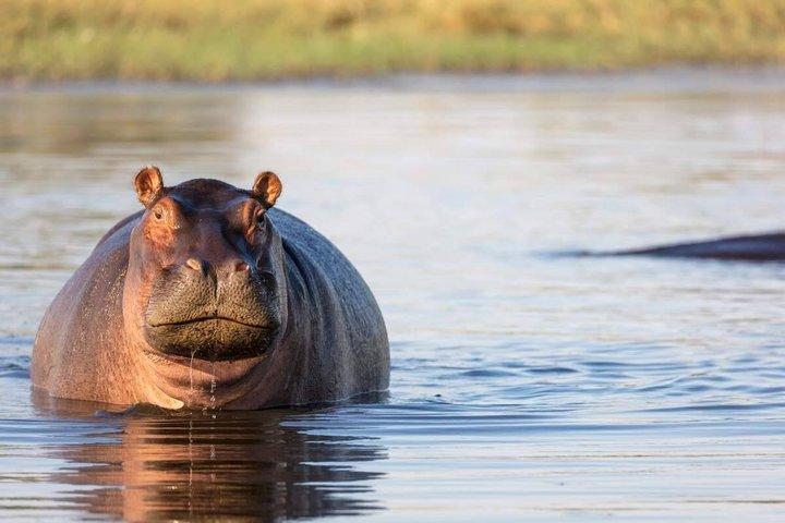 Luxury Zambezi Sunset Cruise - The Zambezi Explorer