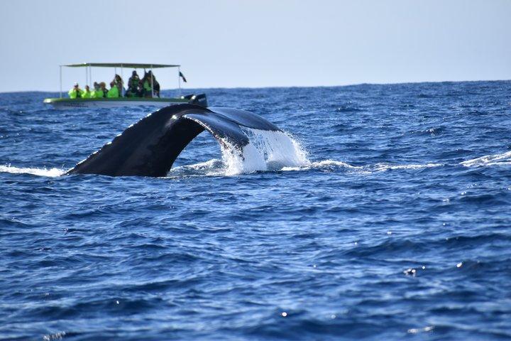 Whale Watching Cabo Female crew, sightings Guaranteed, Photos