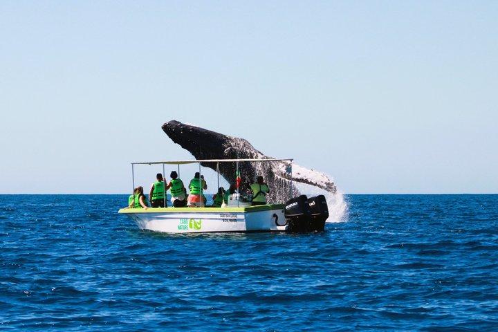 Whale Watching Cabo Female crew, sightings Guaranteed, Photos