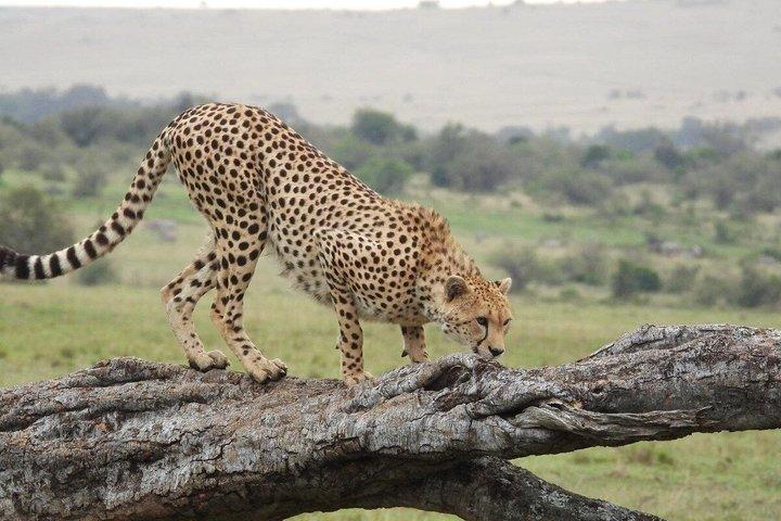 3 Days Masai Mara Budget Private Safari - Classic 4x4 Jeep Tour