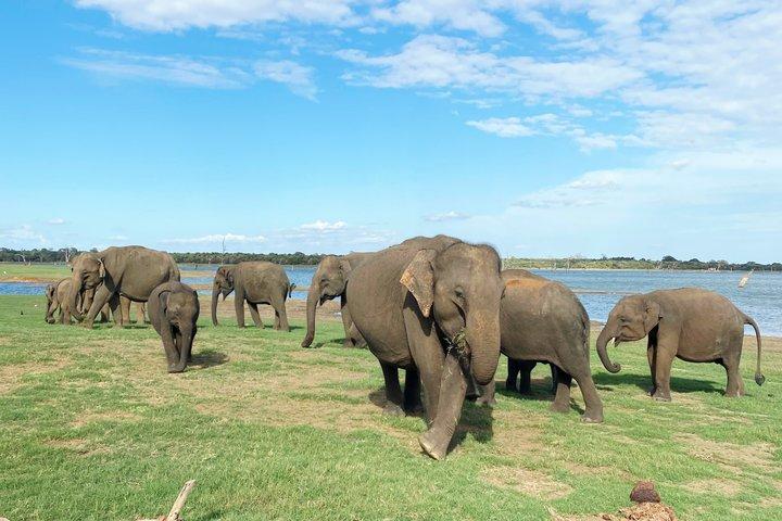 Udawalawe Safari Private Jeep Tour with Experienced Guide