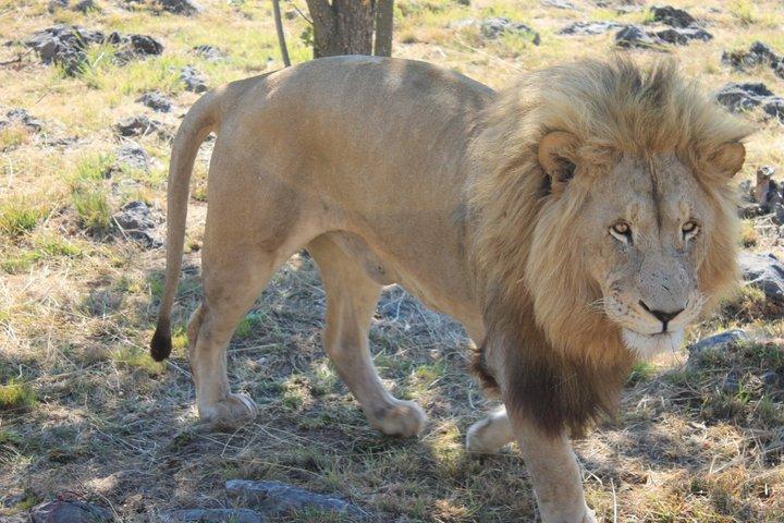 Half-Day Lion Park Safari from Johannesburg