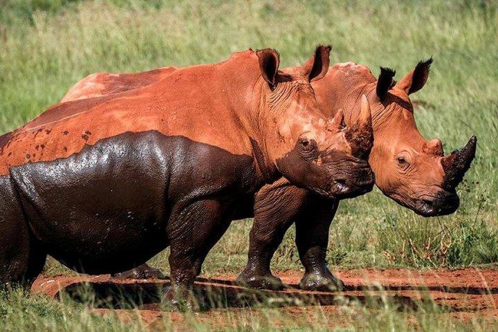 Rhino & Lion Nature Reserve Mini Safari Tour