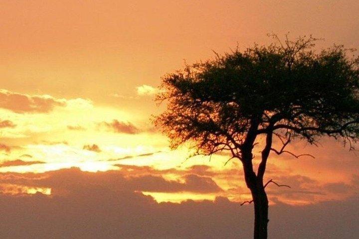Maasai Mara Thrills 3 Days of Big Five Encounters