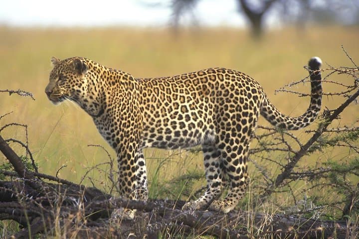 Mount Ololonkwe and Buffalo Springs