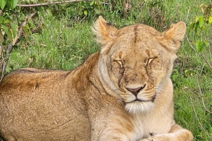 Nairobi National Park Safari (Half-Day) – Lions & Hotel Pickup