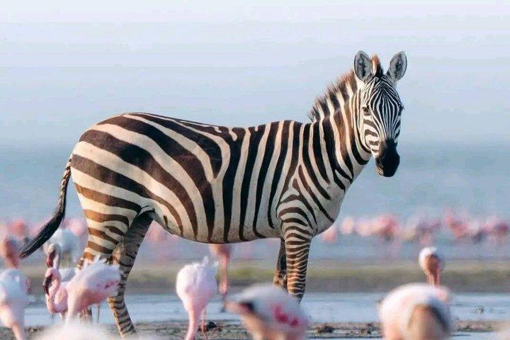 8 Days Private Honeymoon Safari