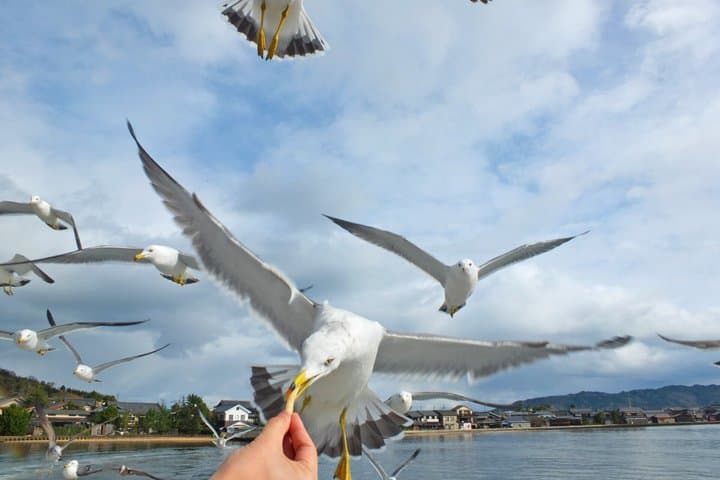 Amanohashidate & Miyama 1-Day Bus Tour: From Osaka/Kyoto w/ Lunch