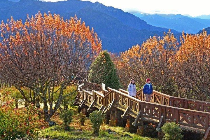 Taichung Alishan National Forest Full-Day Small Group Tour