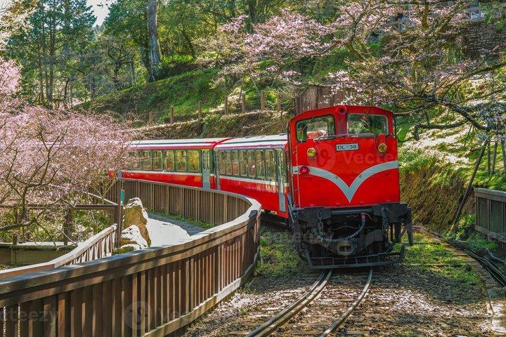 Taichung Alishan National Forest Full-Day Small Group Tour
