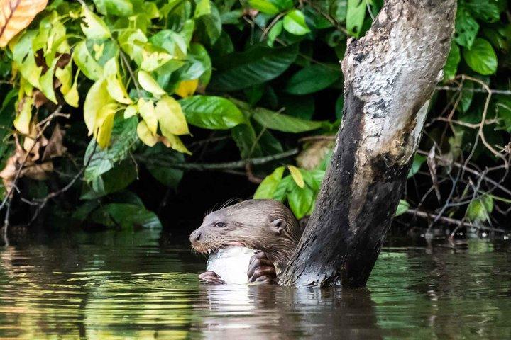 Lake Sandoval Day Trip With wildlife Observation and Jungle Hike.