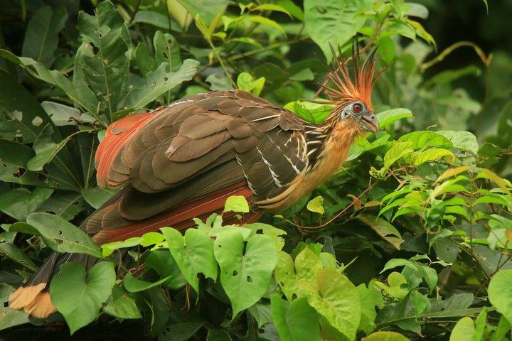 Lake Sandoval Day Trip With wildlife Observation and Jungle Hike.