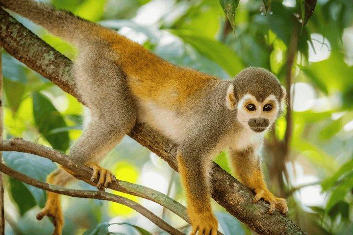 Lake Sandoval Day Trip With wildlife Observation and Jungle Hike.