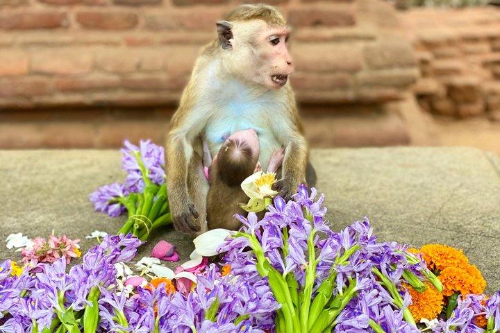 Anuradhapura Ancient City Private Day Tour