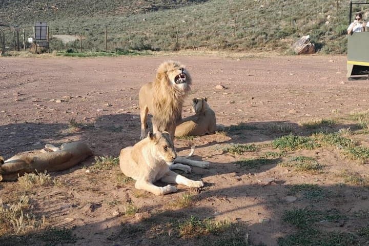 Cape Town Sunset Big 5 Safari with Snacks and Wine Tasting