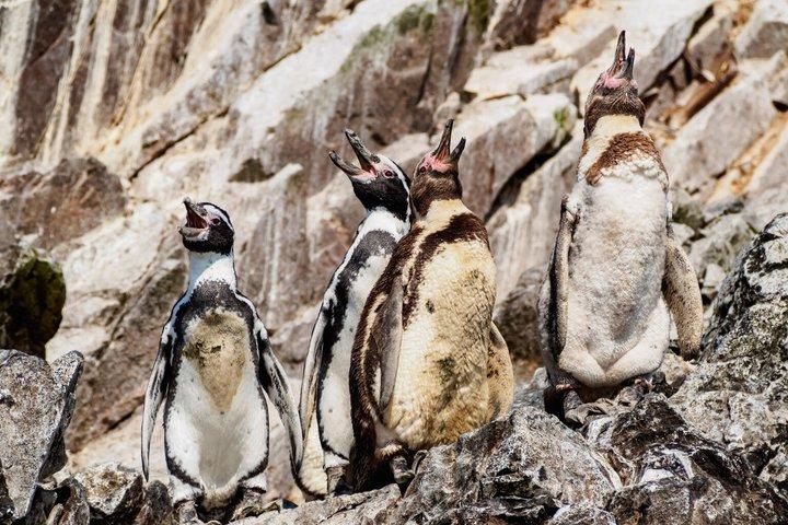 Ballestas Island Boat tour from Paracas
