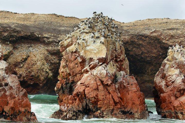 Ballestas Island Boat tour from Paracas