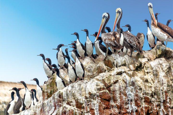 Ballestas Island Boat tour from Paracas