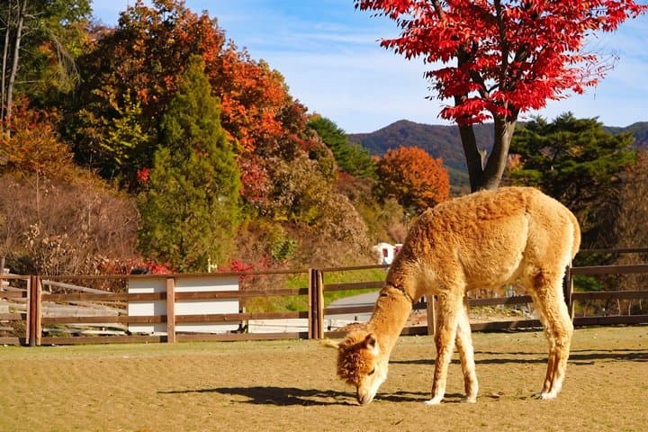 Nami+Alpaca+Garden of Morning Calm (+Rail Bike Option)